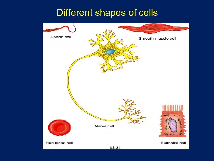 Different shapes of cells 