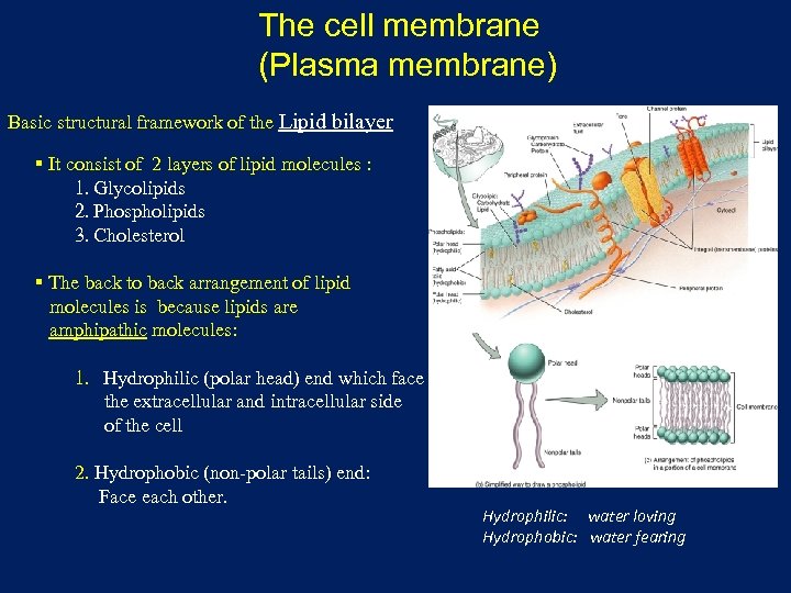 The cell membrane (Plasma membrane) Basic structural framework of the Lipid bilayer § It