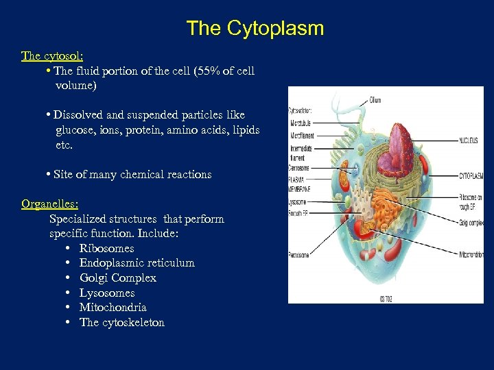 The Cytoplasm The cytosol: • The fluid portion of the cell (55% of cell