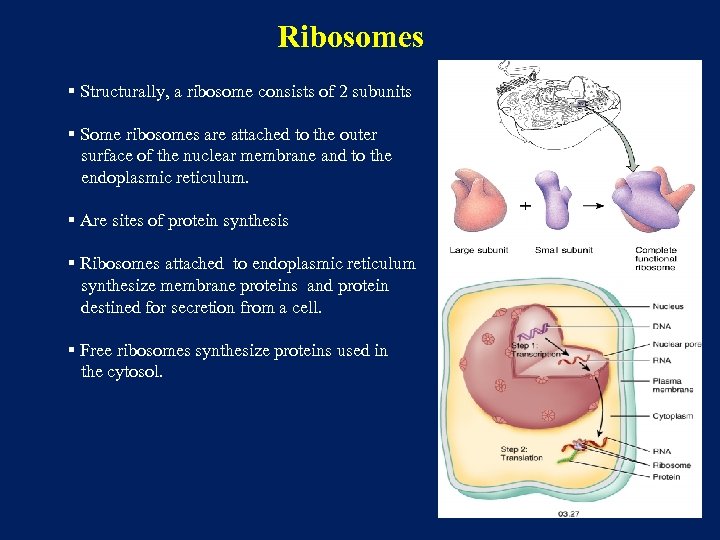 Ribosomes § Structurally, a ribosome consists of 2 subunits § Some ribosomes are attached