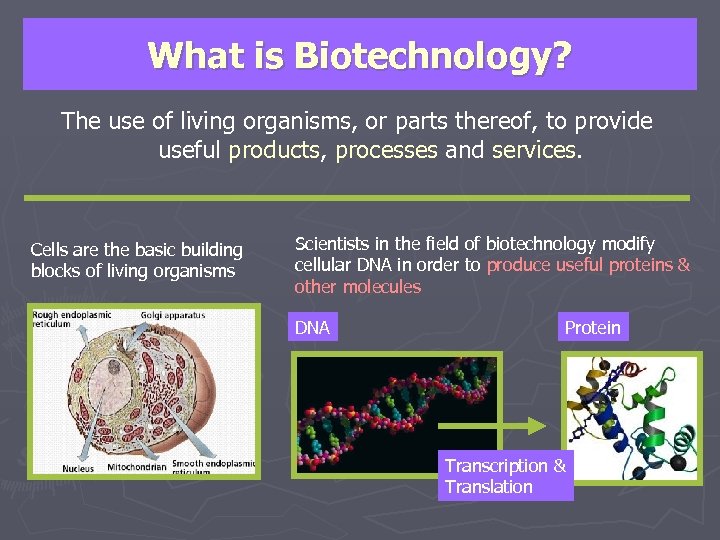 What is Biotechnology? The use of living organisms, or parts thereof, to provide useful