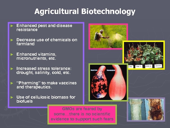 Agricultural Biotechnology ► Enhanced pest and disease resistance ► Decrease use of chemicals on