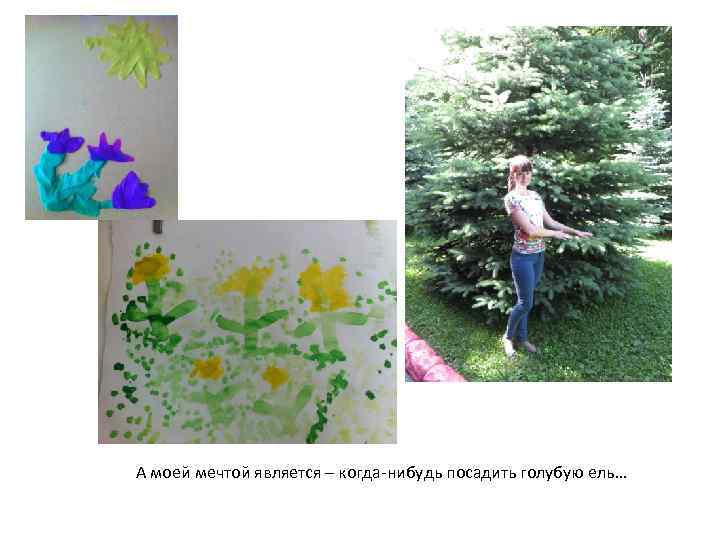 А моей мечтой является – когда-нибудь посадить голубую ель… 
