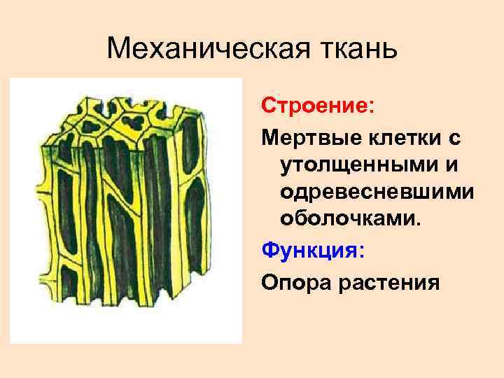 Механическая ткань какая часть растения