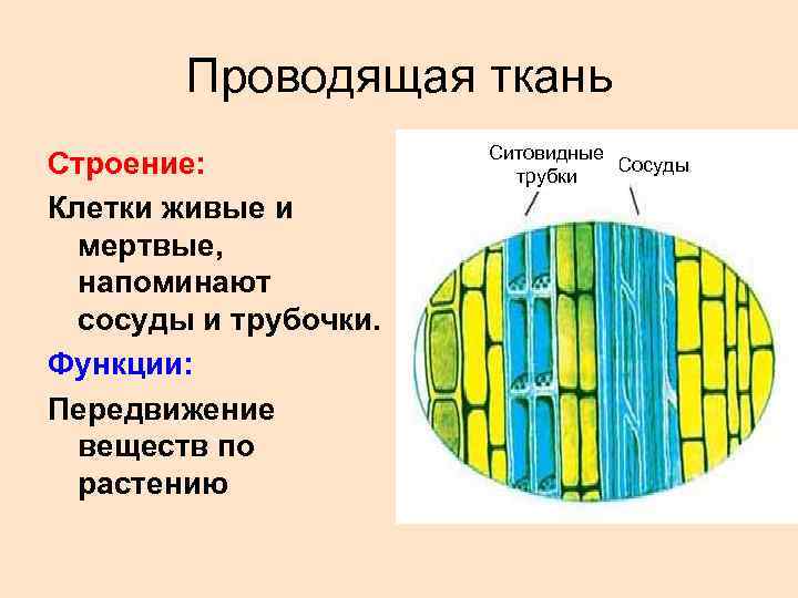 Сходства и различия сосудов и ситовидных трубок