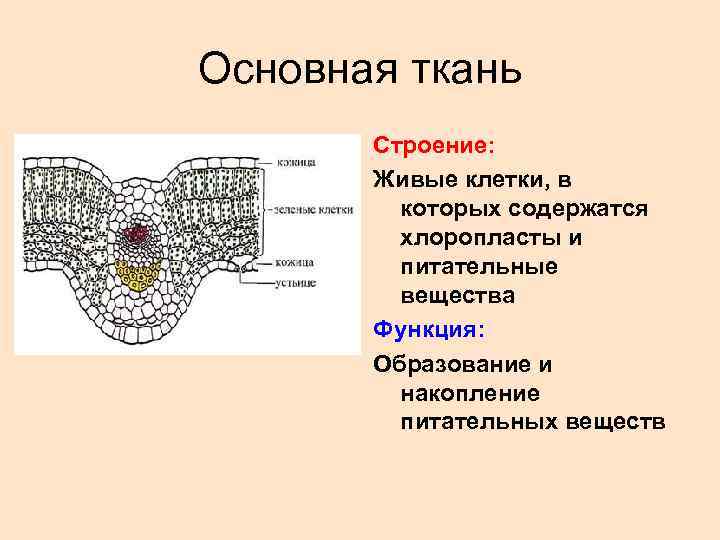 Основная ткань Строение: Живые клетки, в которых содержатся хлоропласты и питательные вещества Функция: Образование