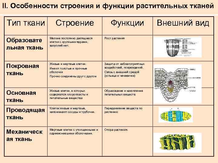 Схемы и таблицы биология 6 класс