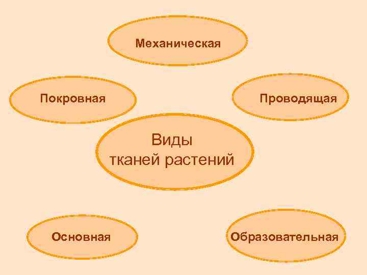 Механическая Покровная Проводящая Виды тканей растений Основная Образовательная 