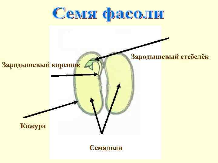 Зародышевый стебелёк Зародышевый корешок Кожура Семядоли 