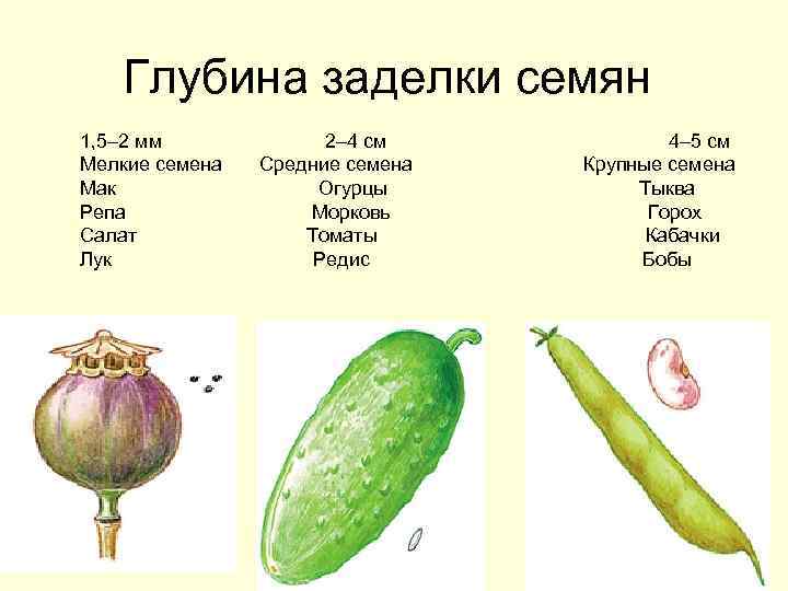 Глубина заделки семян 1, 5– 2 мм Мелкие семена Мак Репа Салат Лук 2–