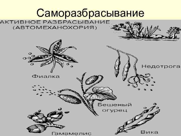 Саморазбрасывание 