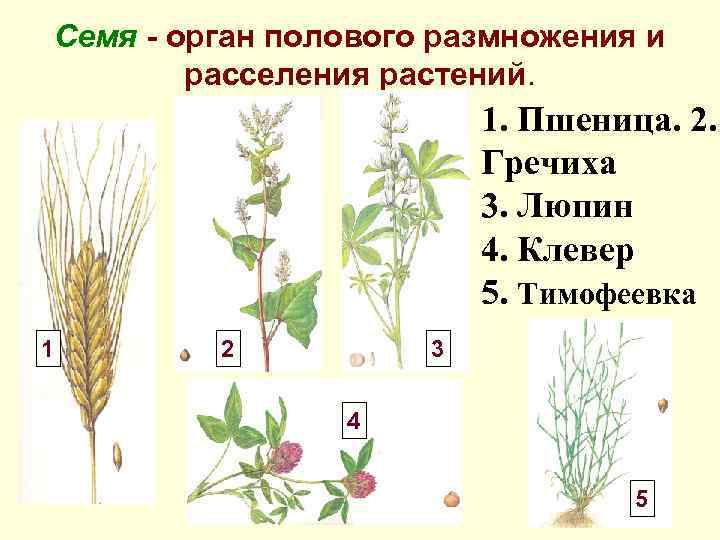 Семя - орган полового размножения и расселения растений. 1. Пшеница. 2. Гречиха 3. Люпин