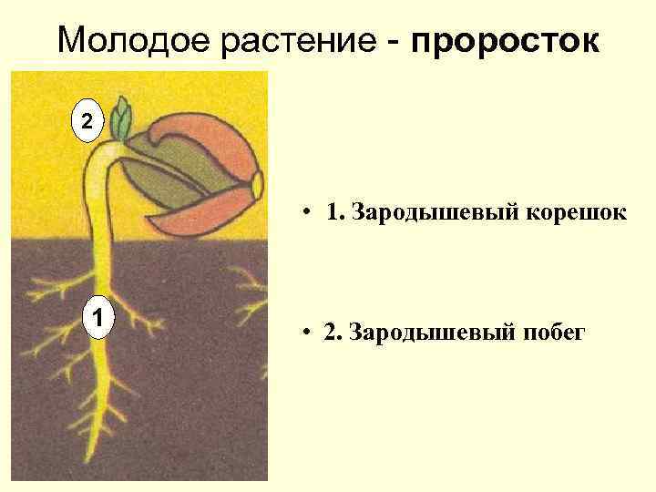 Молодое растение - проросток 2 • 1. Зародышевый корешок 1 • 2. Зародышевый побег