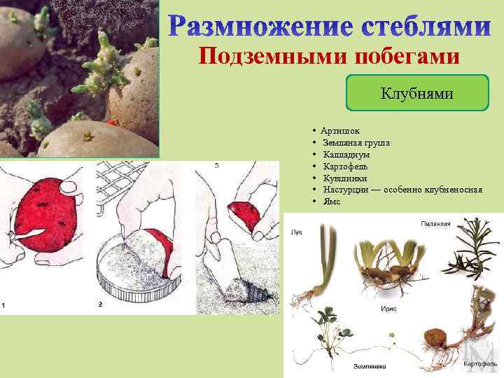 Вегетативное размножение клубнями схема