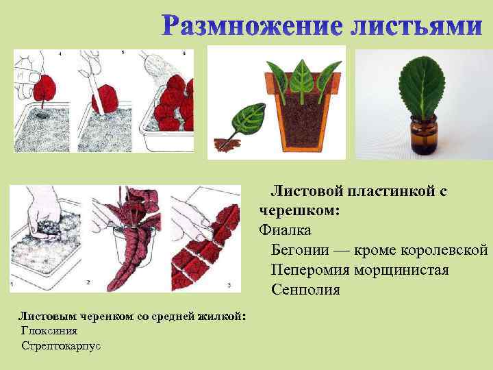 Вегетативное размножение листом