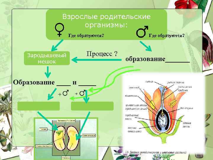 Взрослые родительские организмы: Где образуются? Процесс ? Зародышевый мешок Образование ____ и _____ +