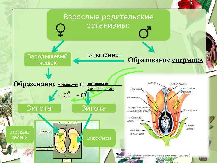 Как образуется зародыш растения 6 класс
