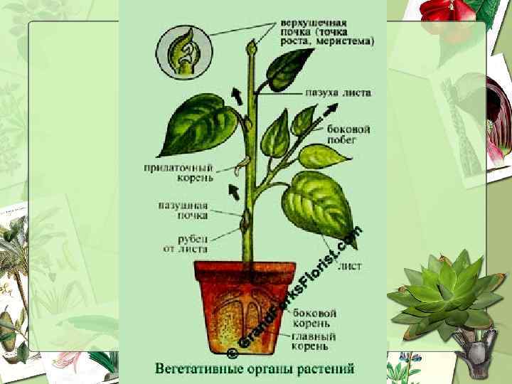 Определение растения по фото бесплатно