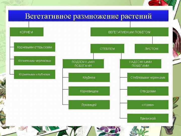 Вегетативное размножение растений 