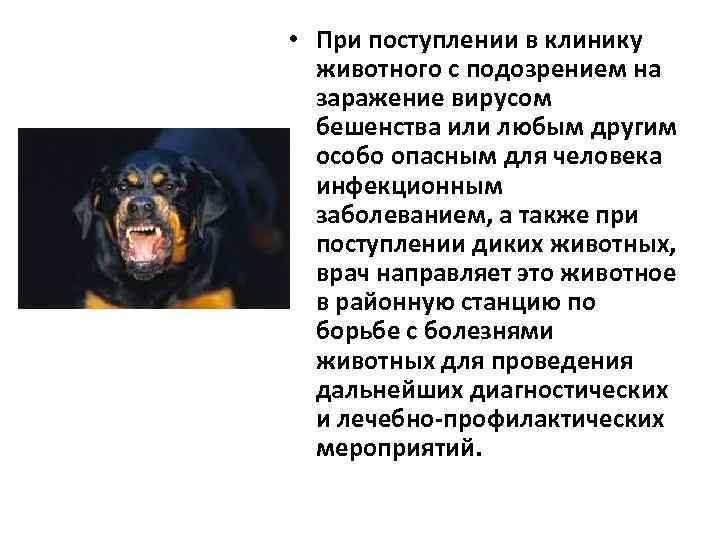  • При поступлении в клинику животного с подозрением на заражение вирусом бешенства или