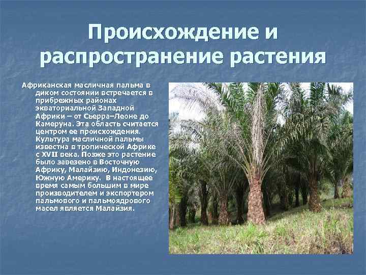 Происхождение и распространение растения Африканская масличная пальма в диком состоянии встречается в прибрежных районах