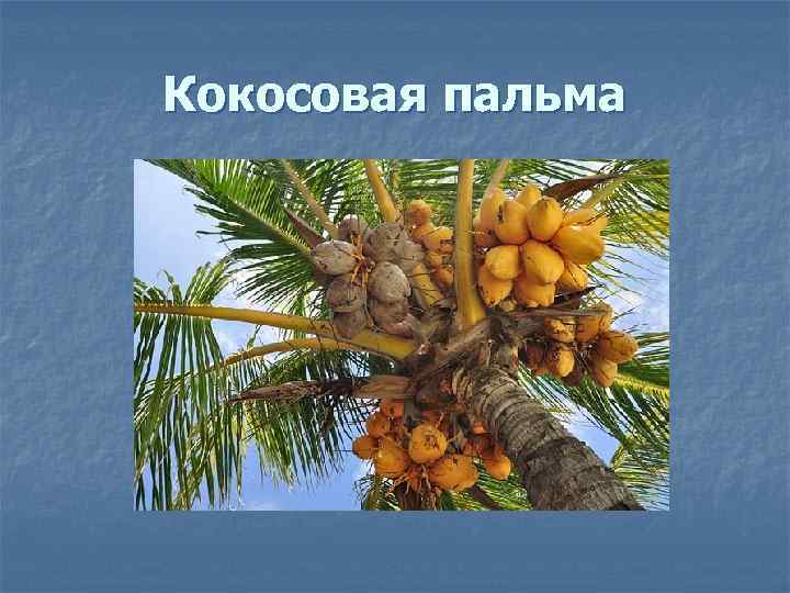 Кокосовая пальма 