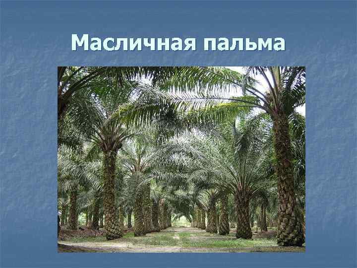 Масличная пальма 