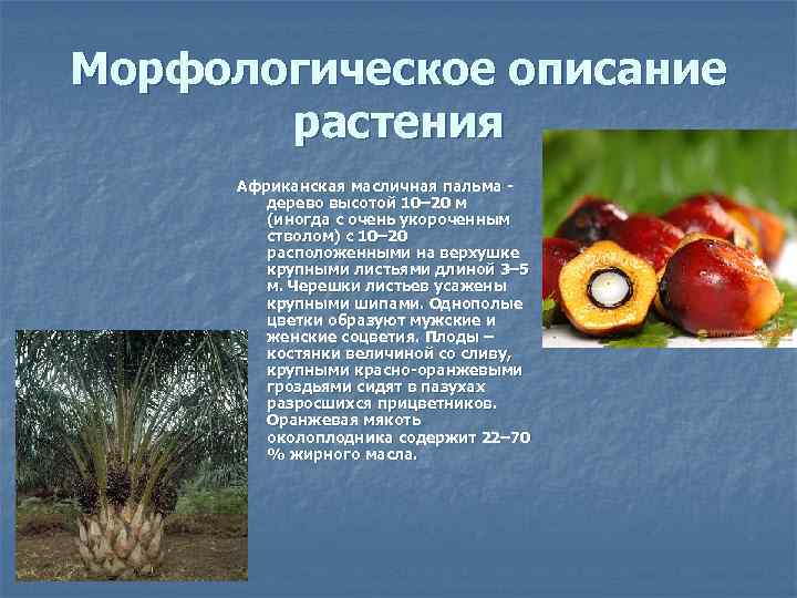 Морфологическое описание растения Африканская масличная пальма дерево высотой 10– 20 м (иногда с очень
