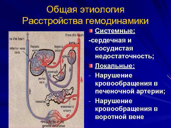Общая этиология Расстройства гемодинамики Системные: -сердечная и сосудистая недостаточность; Локальные: - Нарушение кровообращения в