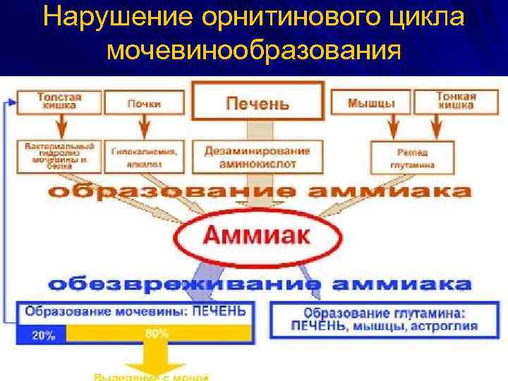 Нарушение орнитинового цикла. Наследственные нарушения орнитинового цикла. Причины нарушения орнитинового цикла. Нарушение орнитинового цикла биохимия. Заболевания при нарушении орнитинового цикла.