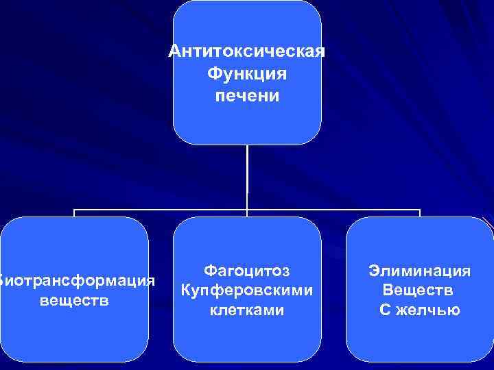 Биотрансформация веществ Антитоксическая Функция печени Фагоцитоз Купферовскими клетками Элиминация Веществ С желчью 