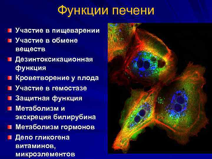 Функции печени Участие в пищеварении Участие в обмене веществ Дезинтоксикационная функция Кроветворение у плода