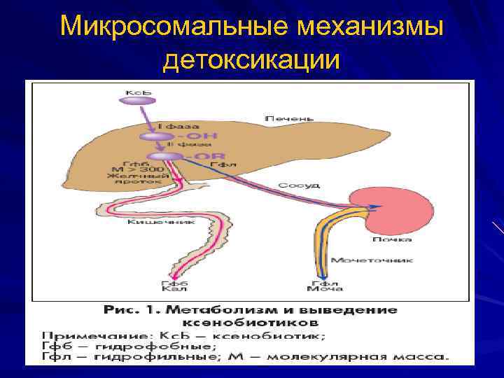 Микросомальные механизмы детоксикации 