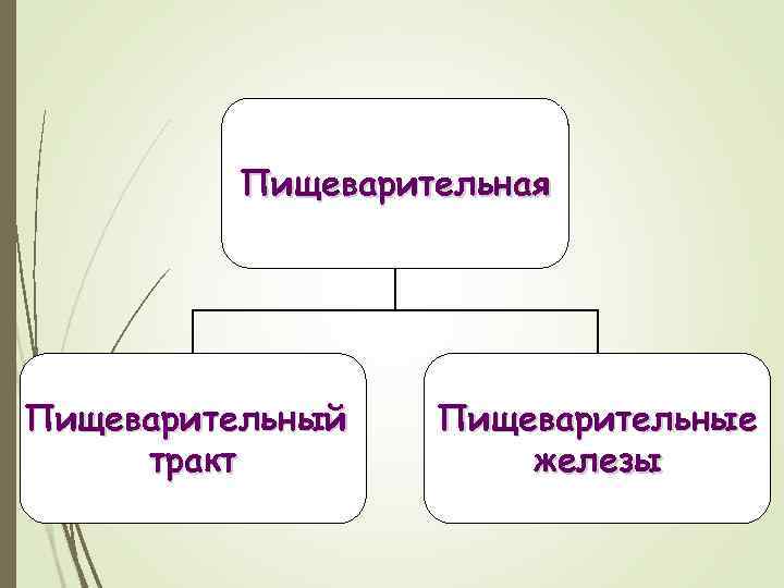 Пищеварительная Пищеварительный тракт Пищеварительные железы 