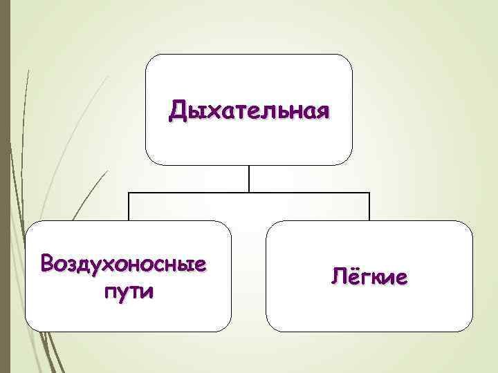 Дыхательная Воздухоносные пути Лёгкие 