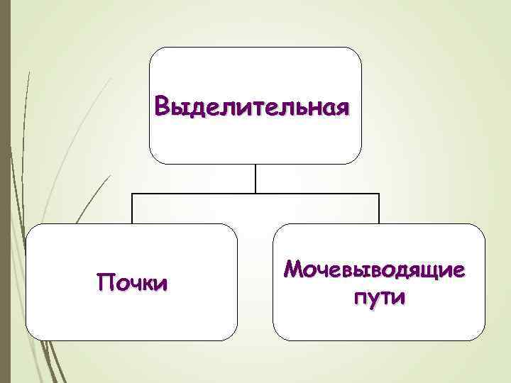 Выделительная Почки Мочевыводящие пути 