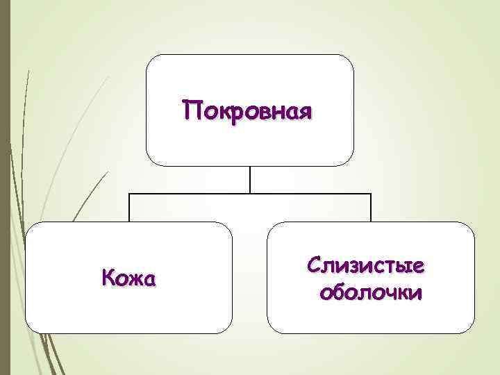 Покровная Кожа Слизистые оболочки 