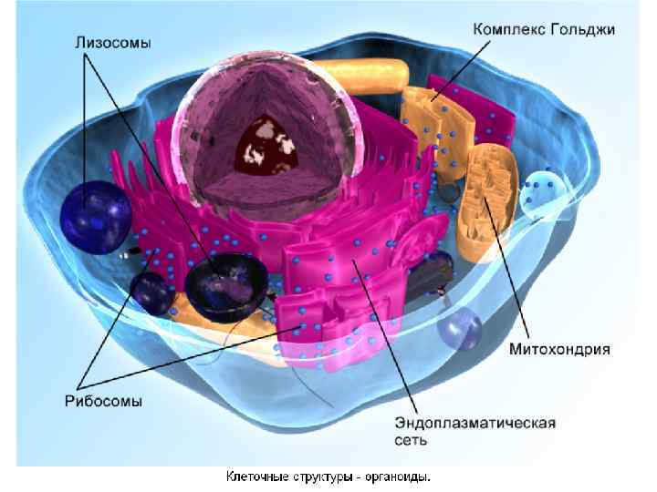 Наука изучающая органы человека. Клетка митохондрия анатомия человека. Клетка лизосома анатомия человека. Энергетический центр клетки. Специализированная структура клетки тела человека.