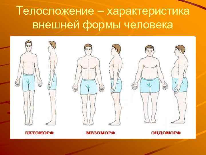 Телосложение – характеристика внешней формы человека 