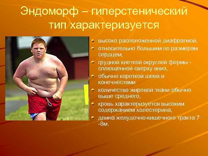 Эндоморф – гиперстенический тип характеризуется высоко расположенной диафрагмой, относительно большим по размерам сердцем, грудной