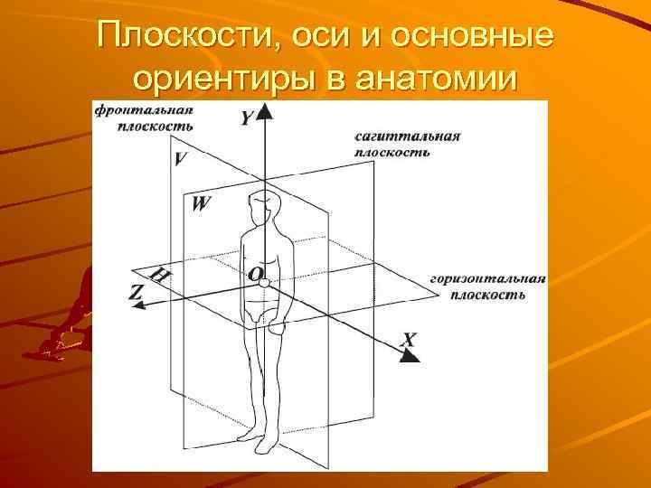 Плоскости, оси и основные ориентиры в анатомии 