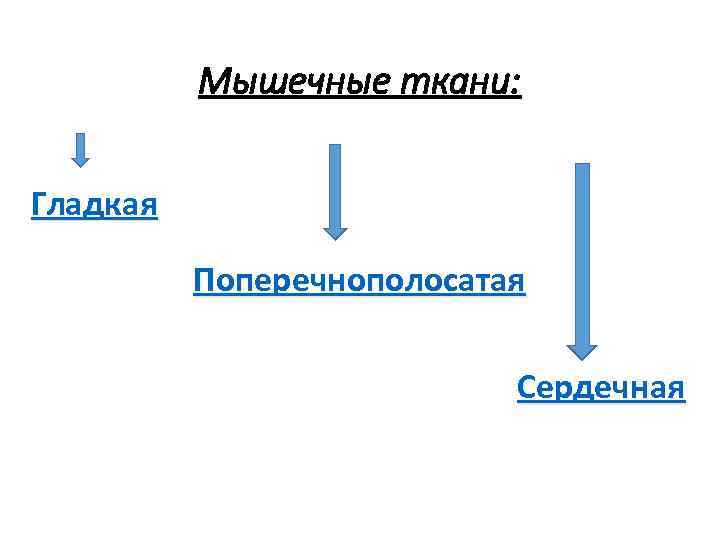 Мышечные ткани: Гладкая Поперечнополосатая Сердечная 