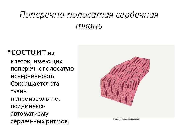 Ткань это ответ. Из поперечнополосатой сердечной ткани состоит. Клетки поперечнополосатой сердечной ткани. Поперечно полосатая ткань состоит из. Из поперечно полосатой сердечной ткани состоит.