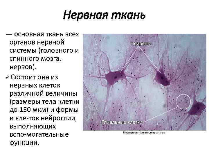 Нервная ткань — основная ткань всех органов нервной системы (головного и спинного мозга, нервов).