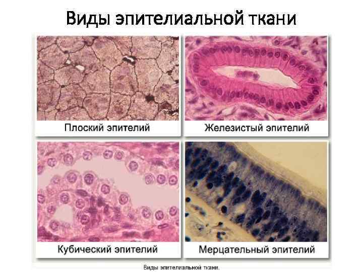 Виды эпителиальной ткани 