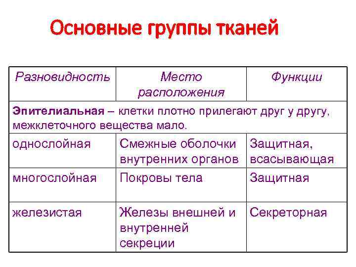 Основные группы тканей Разновидность Место расположения Функции Эпителиальная – клетки плотно прилегают друг у