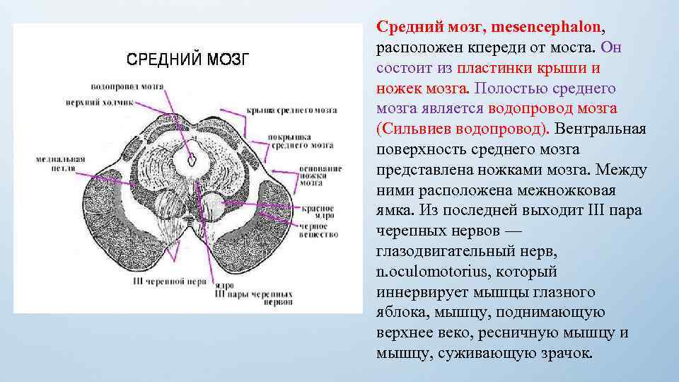 Средний мозг, mesencephalon, расположен кпереди от моста. Он состоит из пластинки крыши и ножек