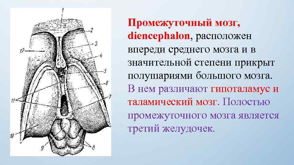 Промежуточный мозг, diencephalon, расположен впереди среднего мозга и в значительной степени прикрыт полушариями большого