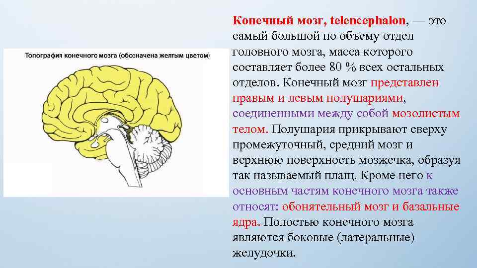 Конечный мозг, telencephalon, — это самый большой по объему отдел головного мозга, масса которого
