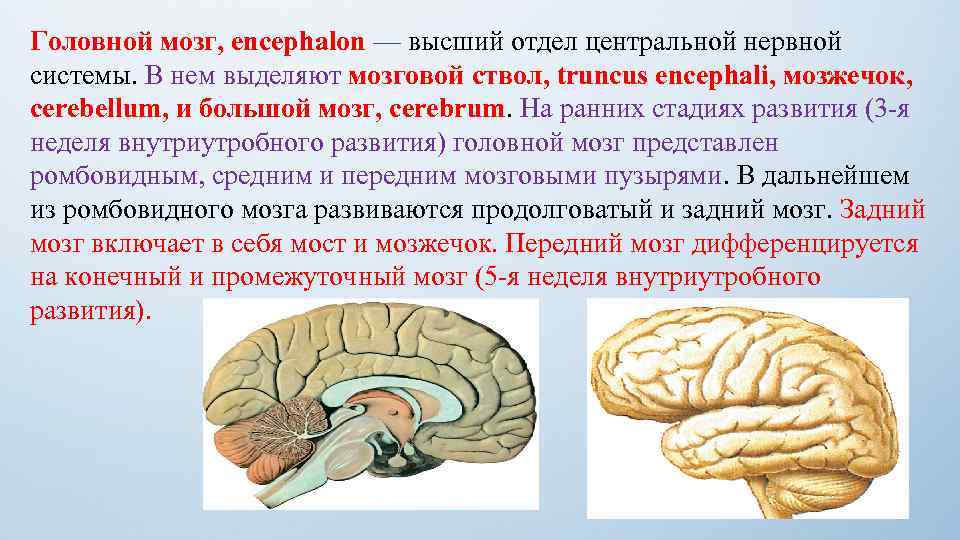 Мозговой ствол фото